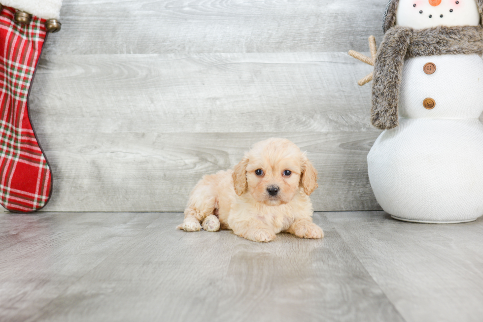 Cavachon Puppy for Adoption