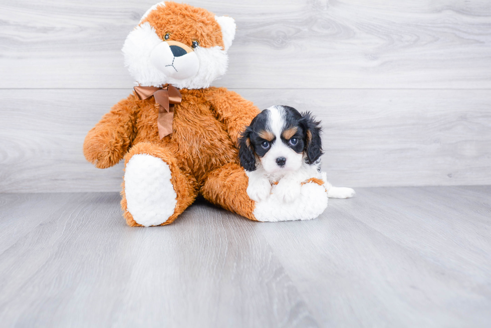 Cavalier King Charles Spaniel Pup Being Cute