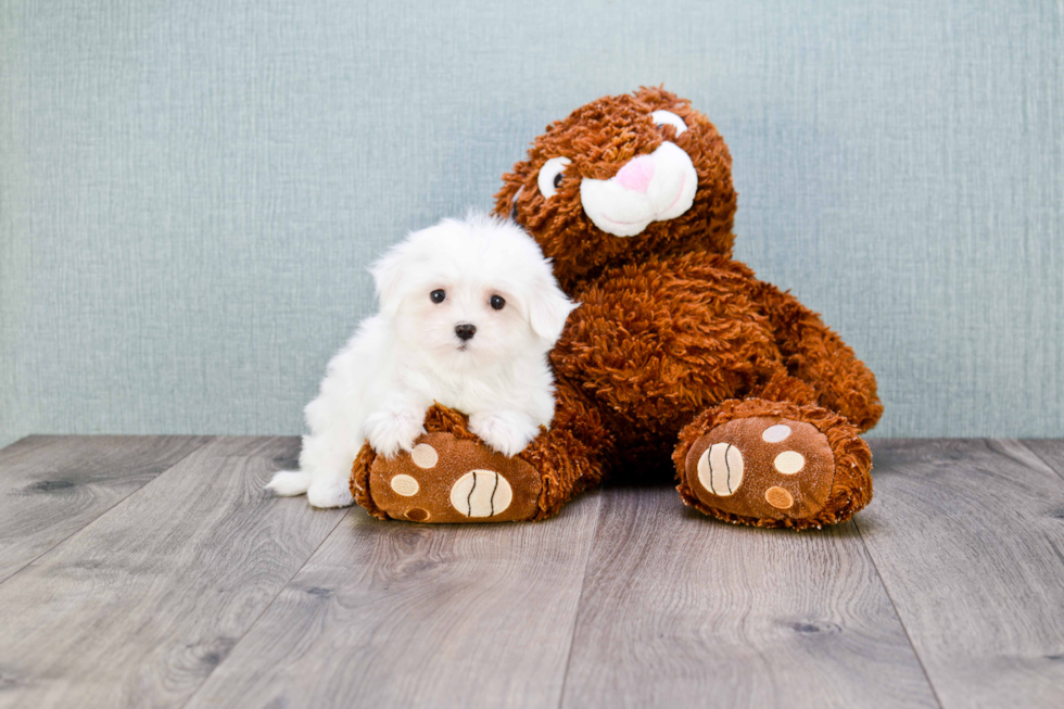 Happy Maltese Purebred Puppy