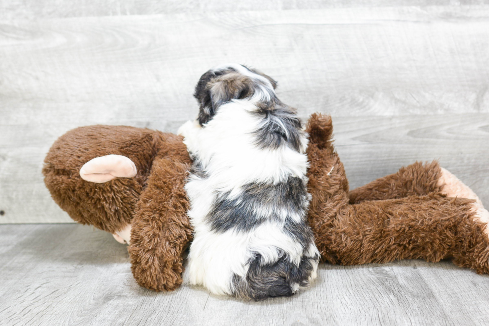 Petite Teddy Bear Designer Pup