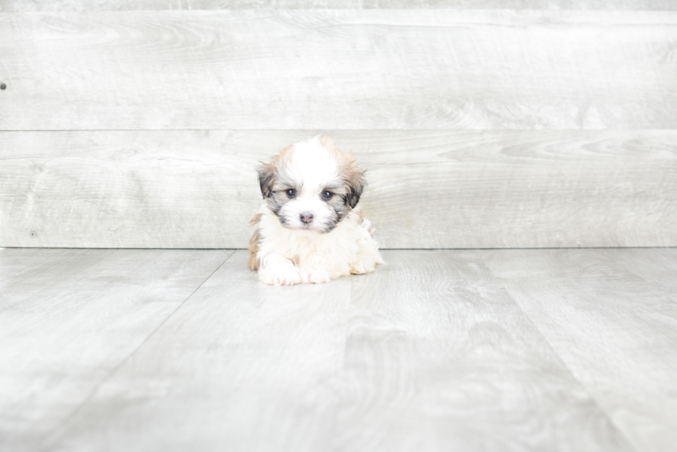 Smart Havanese Purebred Puppy