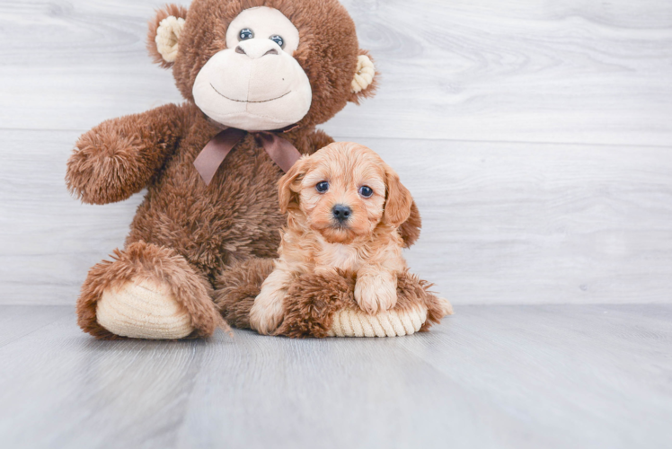 Adorable Cavoodle Poodle Mix Puppy