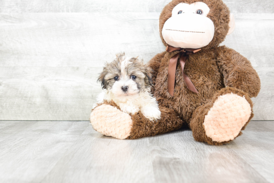 Akc Registered Havanese Purebred Pup