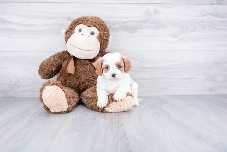 Cavapoo Pup Being Cute