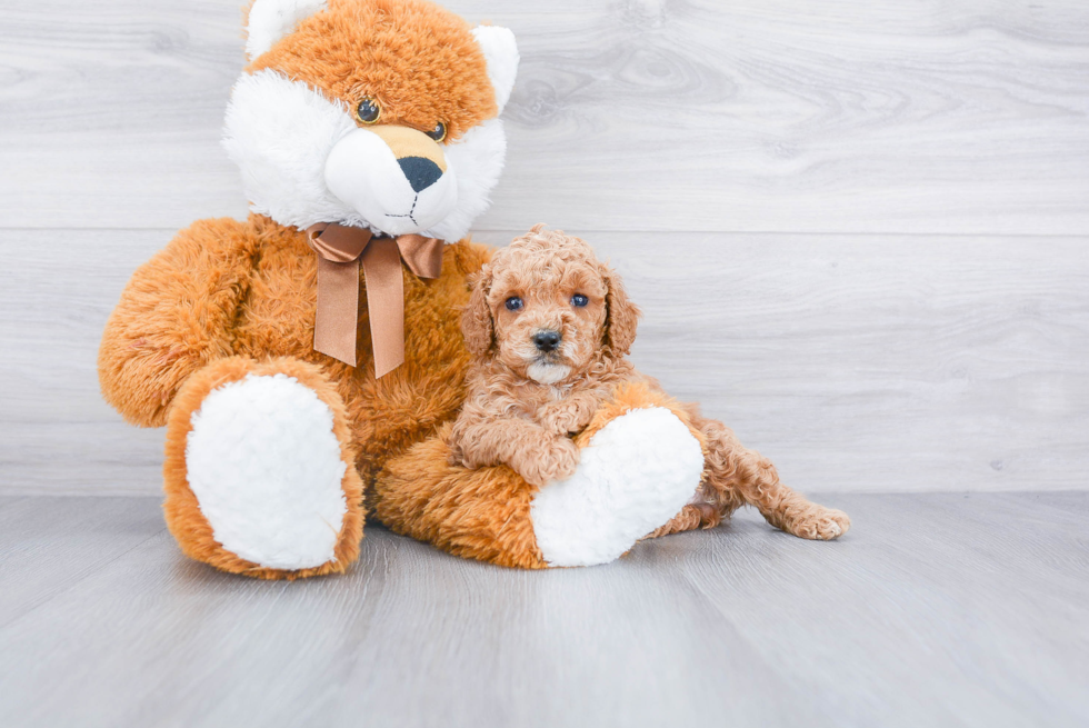 Best Cockapoo Baby