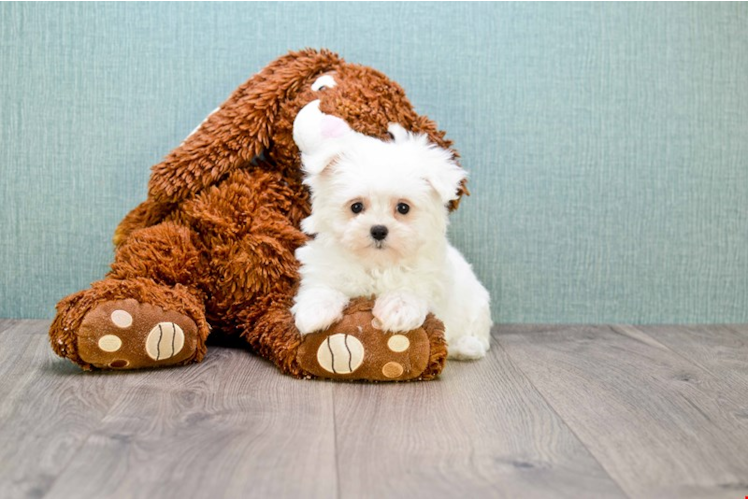 Hypoallergenic Maltese Baby