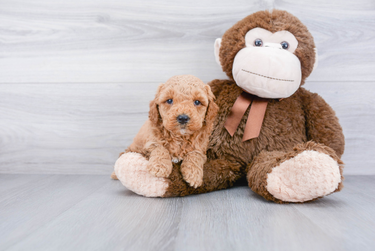 Hypoallergenic Golden Retriever Poodle Mix Puppy