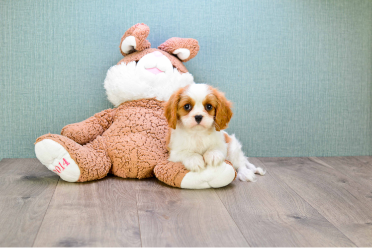 Funny Cavalier King Charles Spaniel Purebred Pup