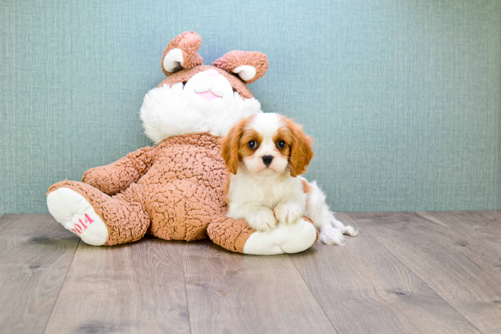 Funny Cavalier King Charles Spaniel Purebred Pup