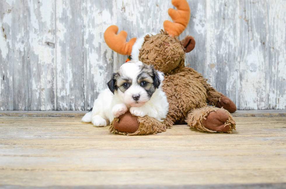 Cute Teddy Bear Baby