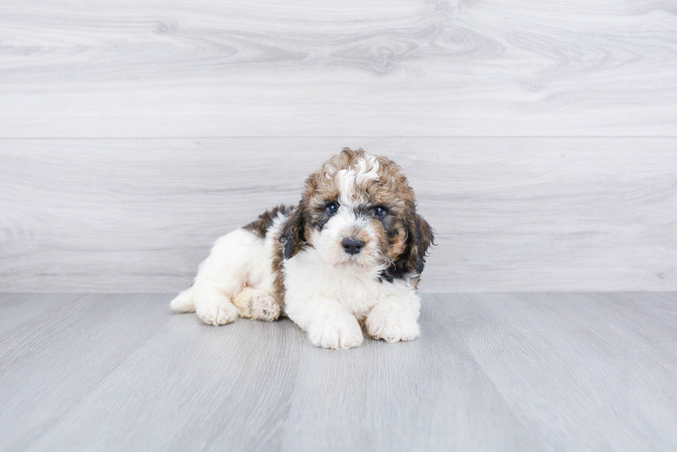 Fluffy Mini Bernedoodle Poodle Mix Pup