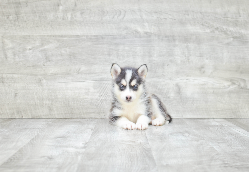 Hypoallergenic Mini Husky Designer Puppy