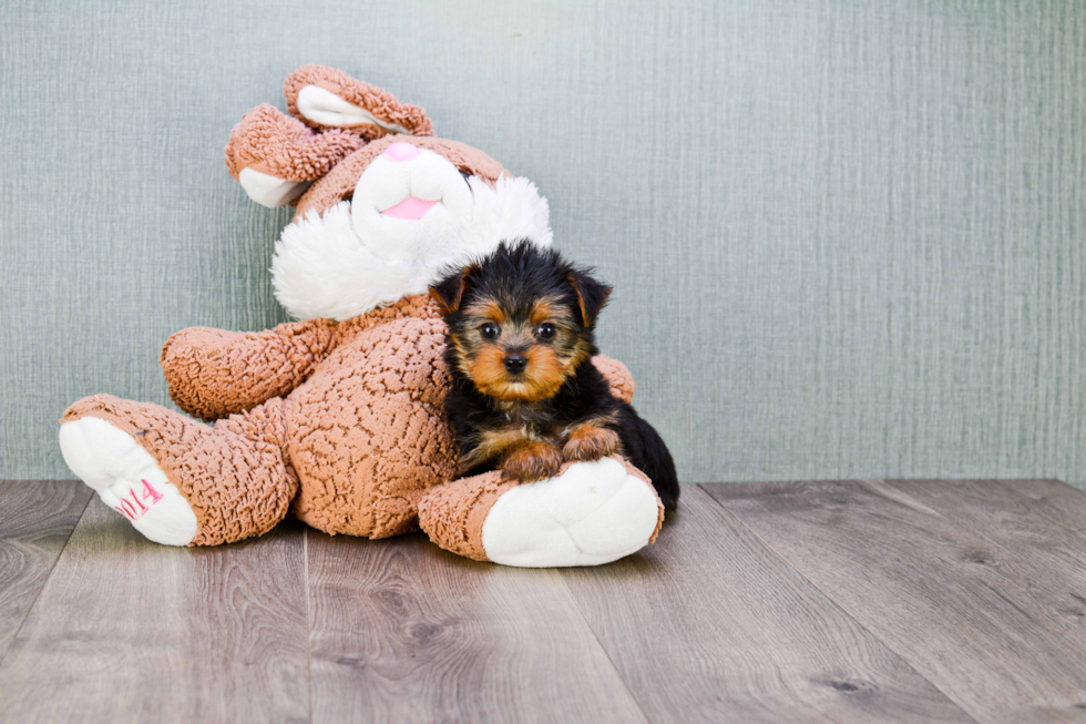 Meet Bella - our Yorkshire Terrier Puppy Photo 