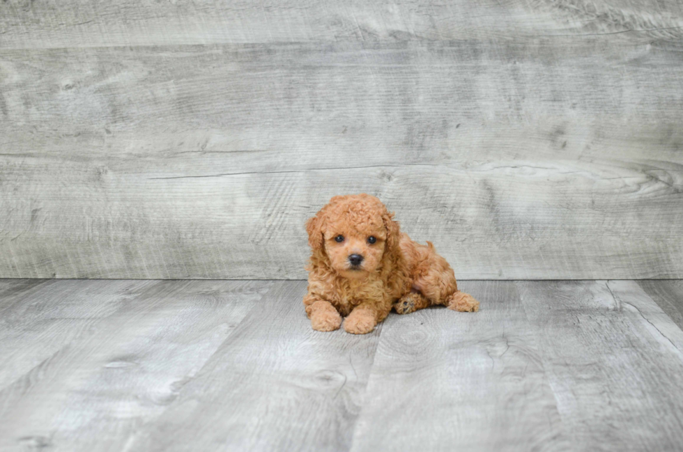 Poodle Puppy for Adoption