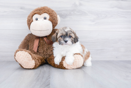 Adorable Shichon Designer Puppy