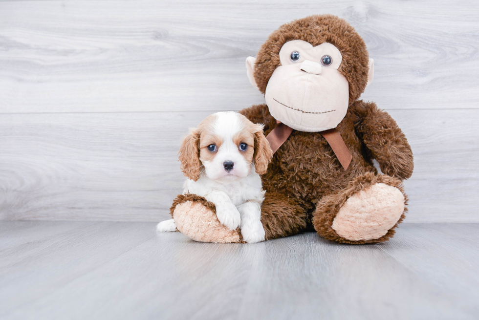 Cavalier King Charles Spaniel Pup Being Cute