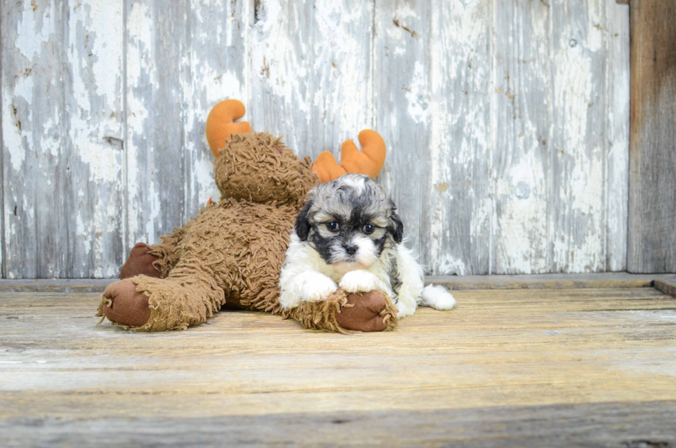 Happy Teddy Bear Baby