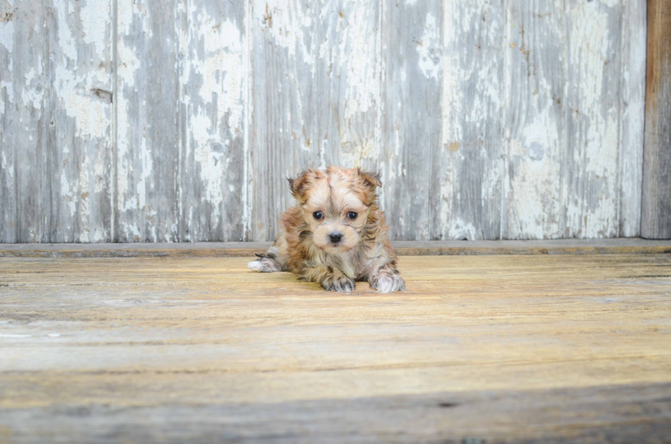 Morkie Puppy for Adoption