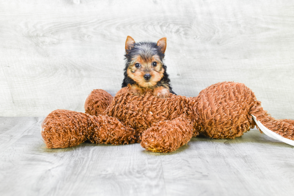 Meet Steph - our Yorkshire Terrier Puppy Photo 