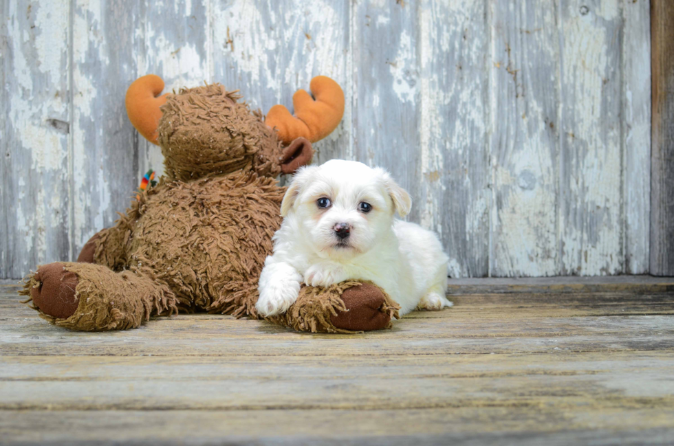 Teddy Bear Puppy for Adoption