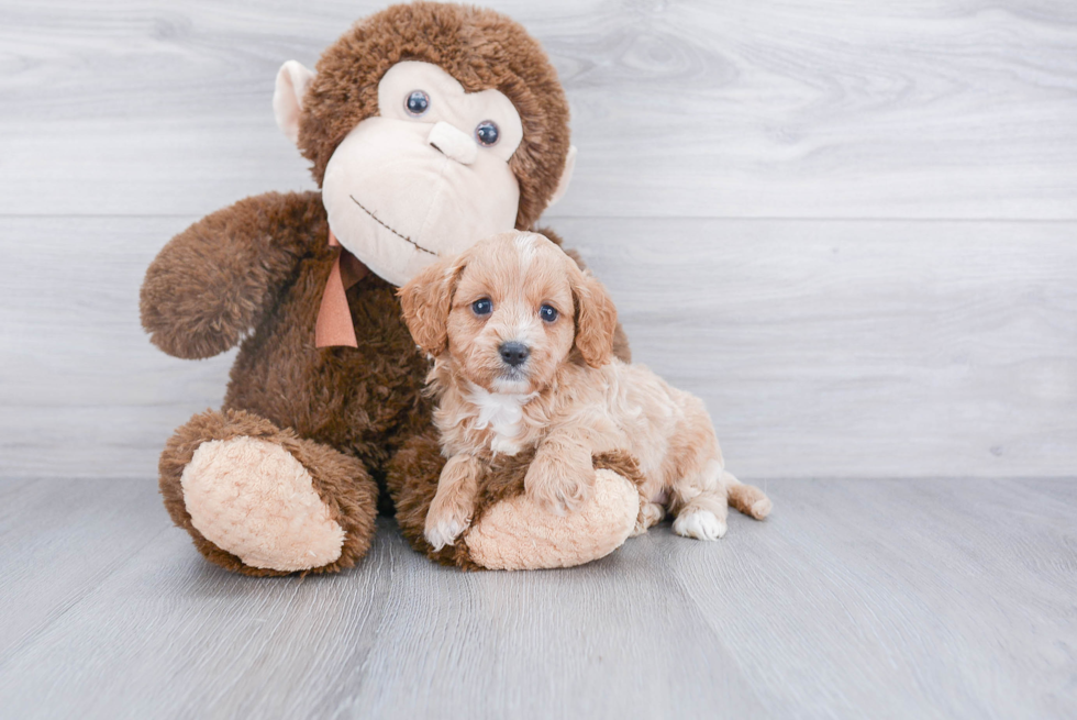 Smart Cavapoo Poodle Mix Pup