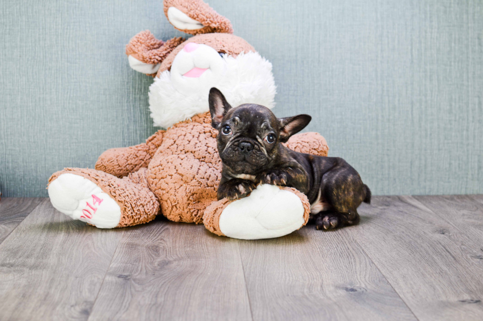 French Bulldog Pup Being Cute