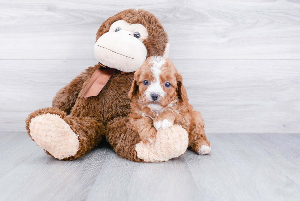 Cavapoo Pup Being Cute