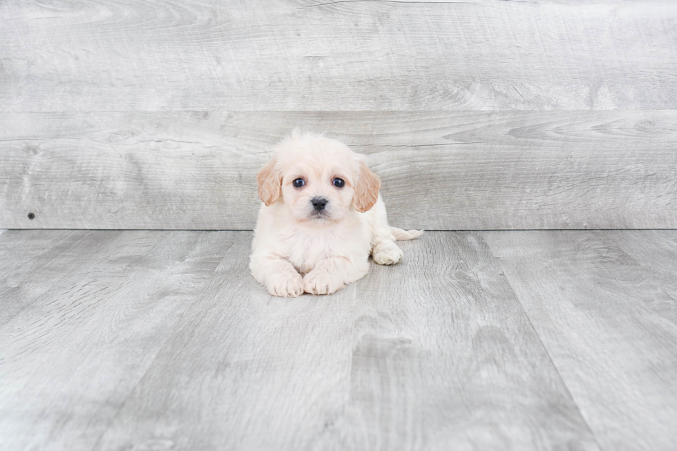 Happy Cavachon Baby