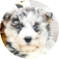 Mini Huskydoodle Puppies For Sale - Premier Pups Mini Huskydoodle Puppies For Sale - Premier Pups