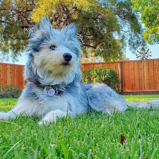 Adult Mini Huskydoodle Mini Huskydoodle with merle coat