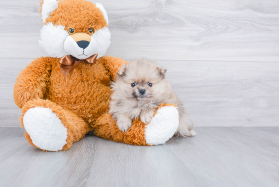 Pomeranian Puppy for Adoption