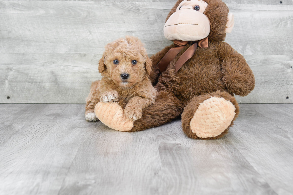 Fluffy Mini Goldendoodle Poodle Mix Pup