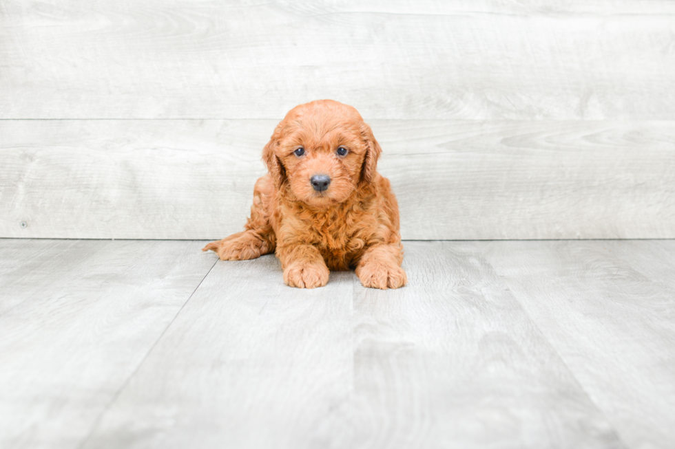 Mini Goldendoodle Puppy for Adoption