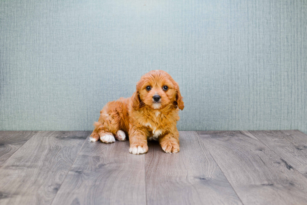 Funny Cavapoo Poodle Mix Pup