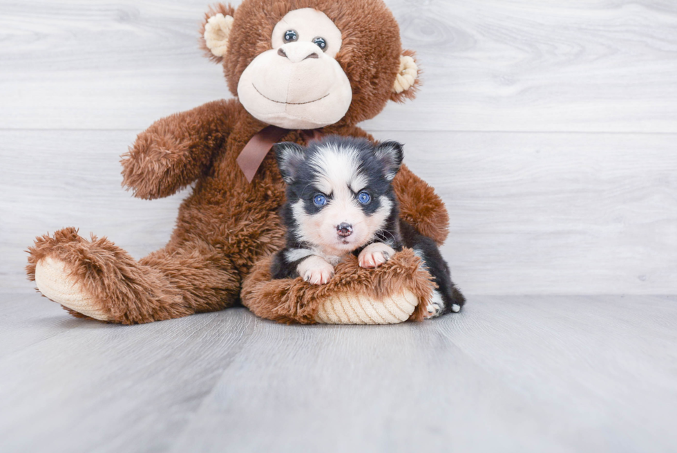 Best Pomsky Baby