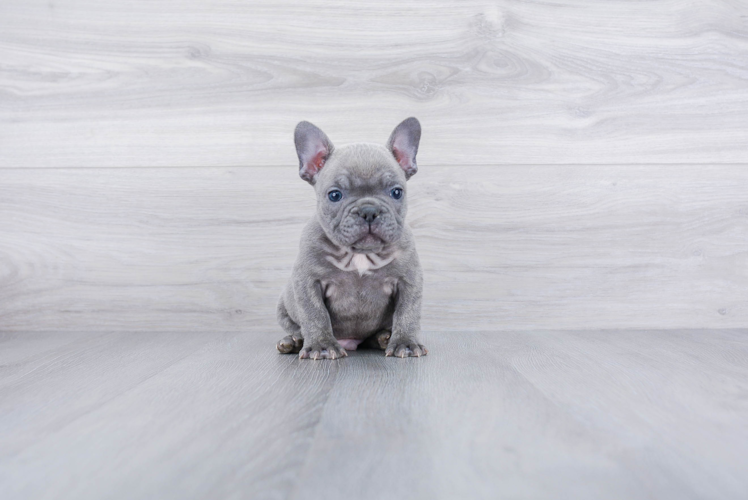 Friendly French Bulldog Baby