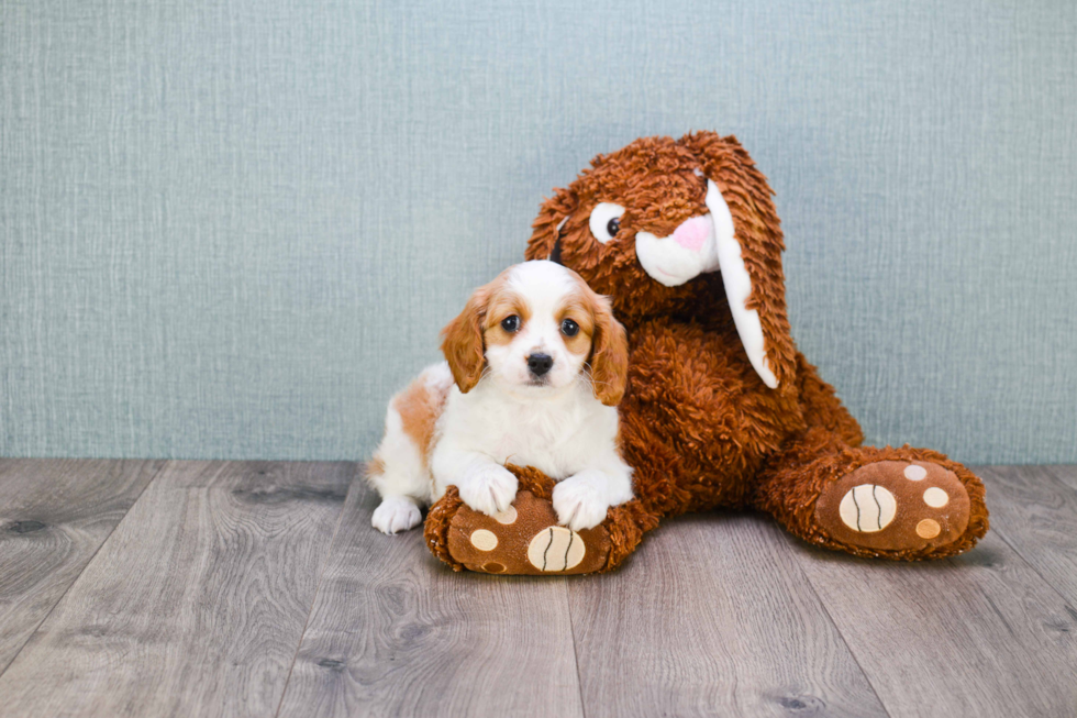 Cavapoo Puppy for Adoption