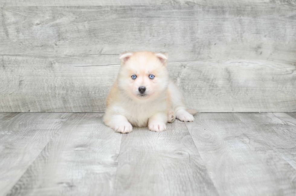 Playful Mini Husky Designer Puppy