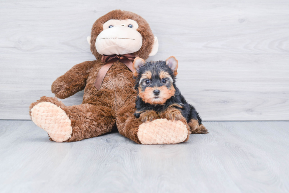 Meet Capone - our Yorkshire Terrier Puppy Photo 