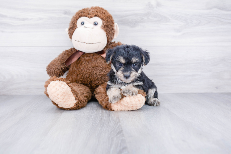 Hypoallergenic Yorkie Designer Puppy