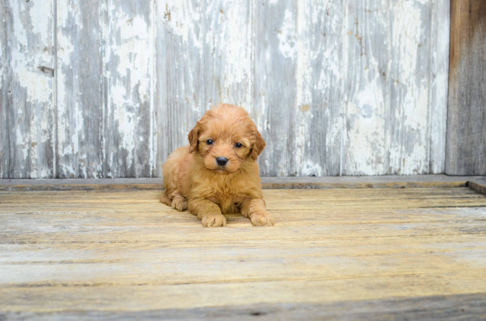 Friendly Mini Goldendoodle Baby