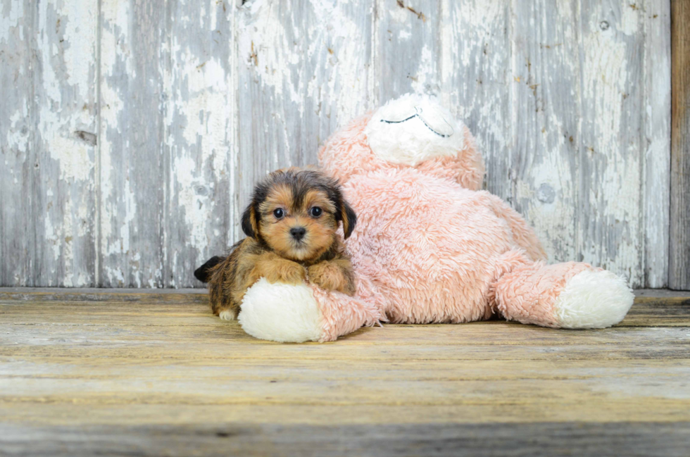 Friendly Shorkie Baby