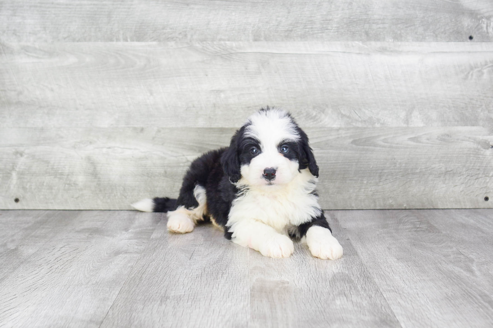 Petite Mini Bernedoodle Poodle Mix Pup