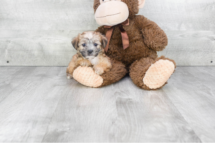 Best Morkie Baby