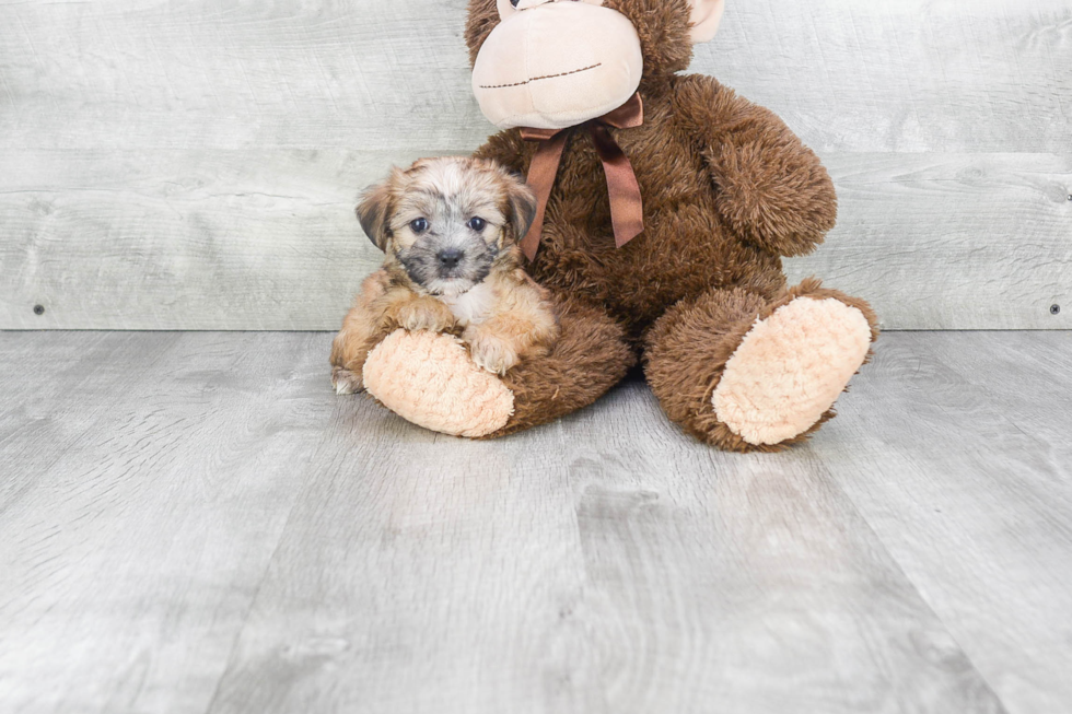 Best Morkie Baby