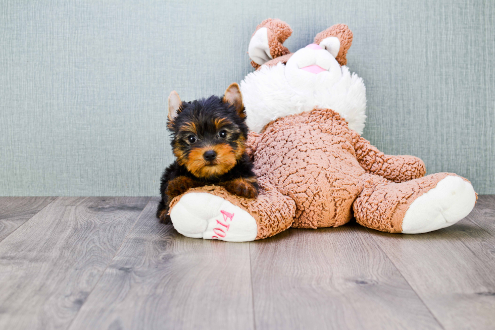 Meet Rascal - our Yorkshire Terrier Puppy Photo 