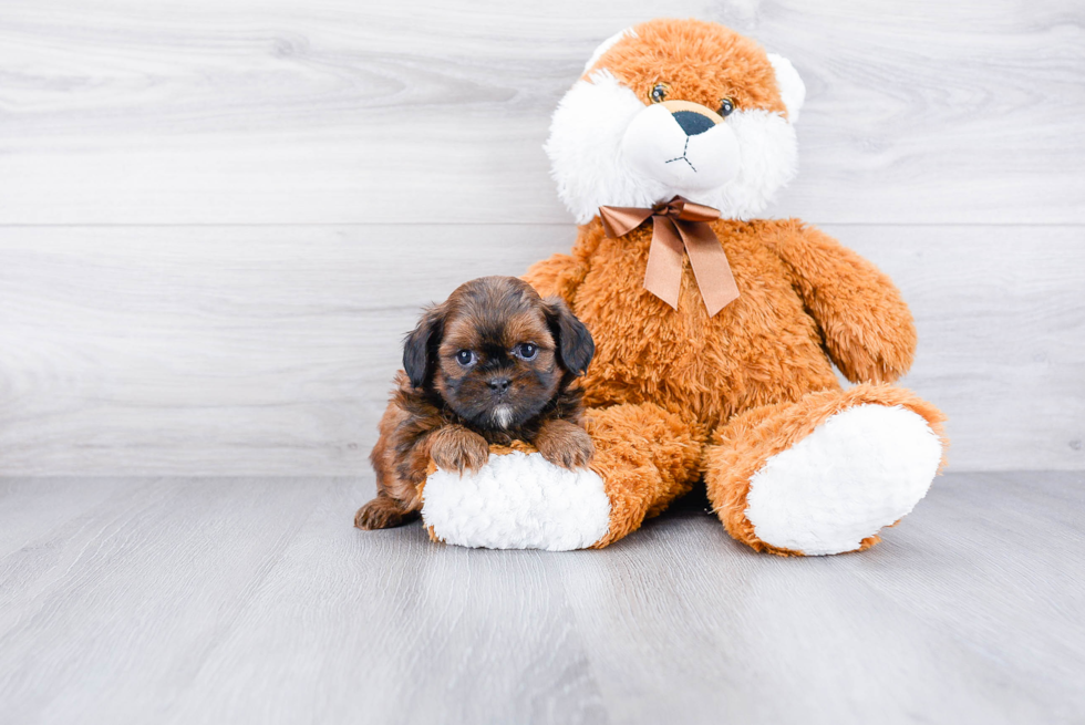 Teddy Bear Pup Being Cute