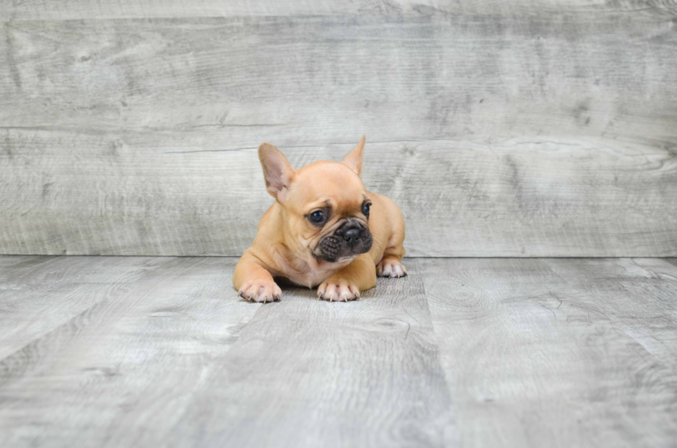 Friendly French Bulldog Baby