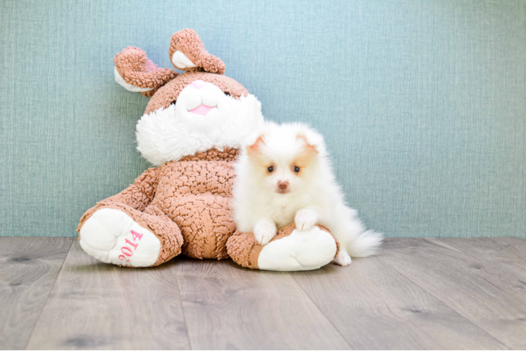 Pomeranian Pup Being Cute