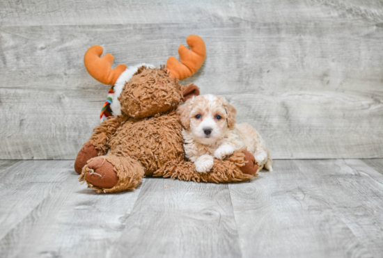 Maltipoo Puppy for Adoption